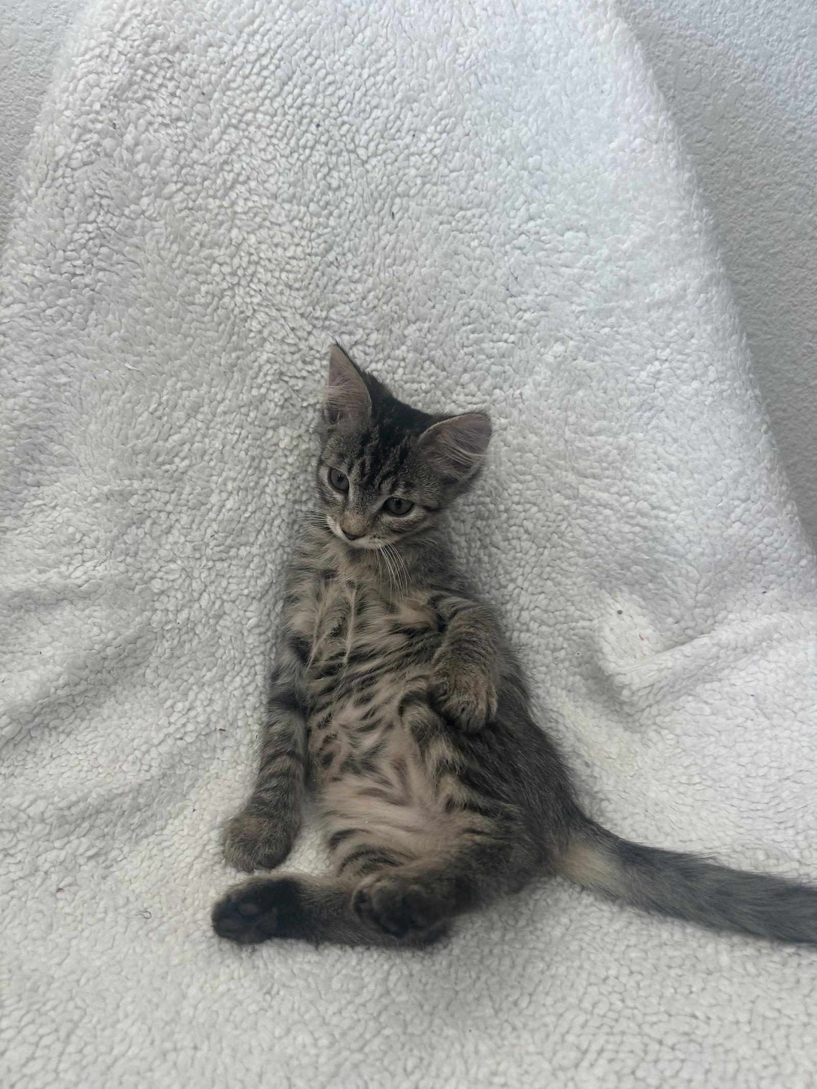 Molly, Adoptable, Kitten Female Tabby.