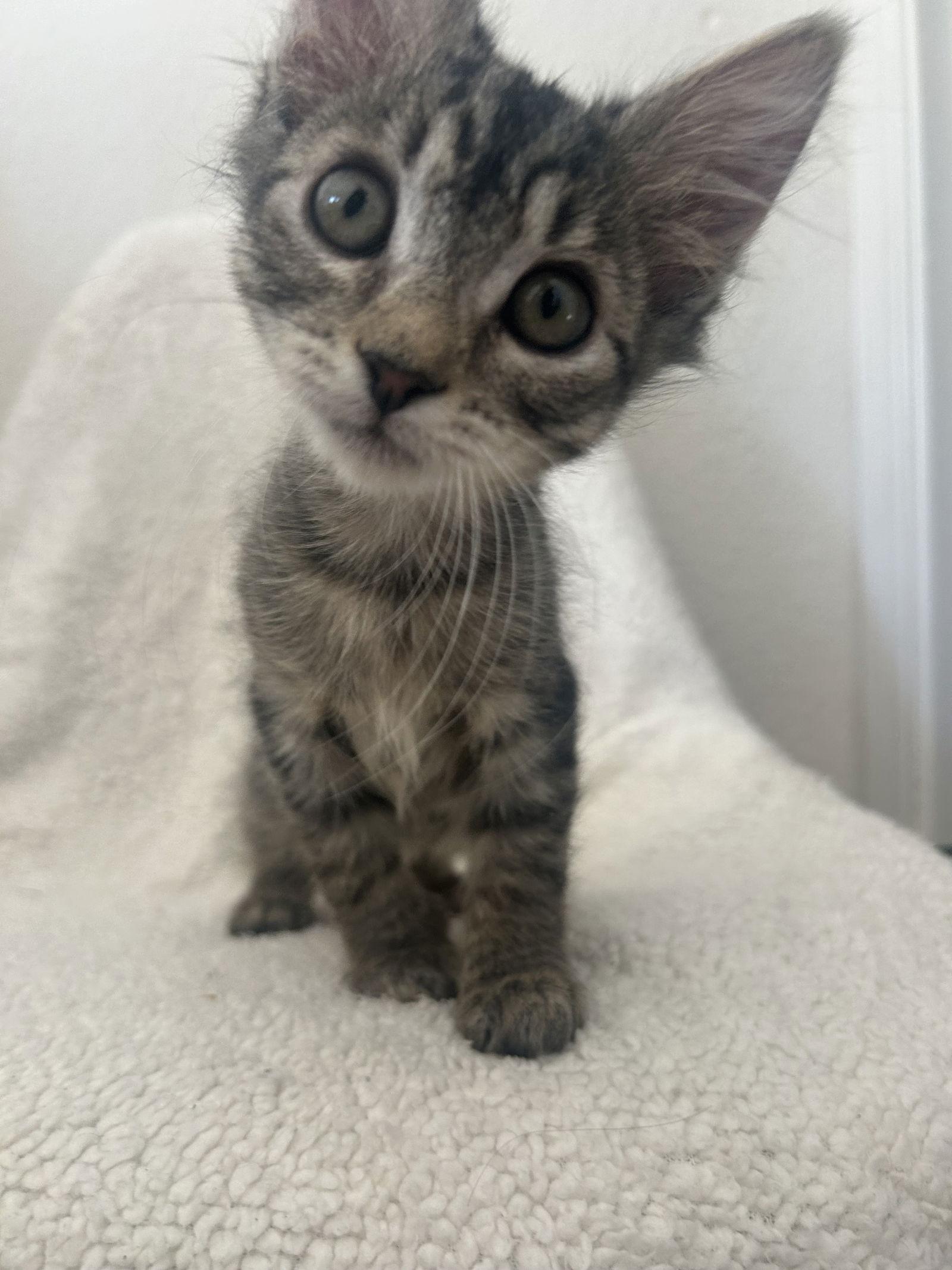 Enlarge Molly, a Adoptable Tabby in Vacaville, CA image 1/3