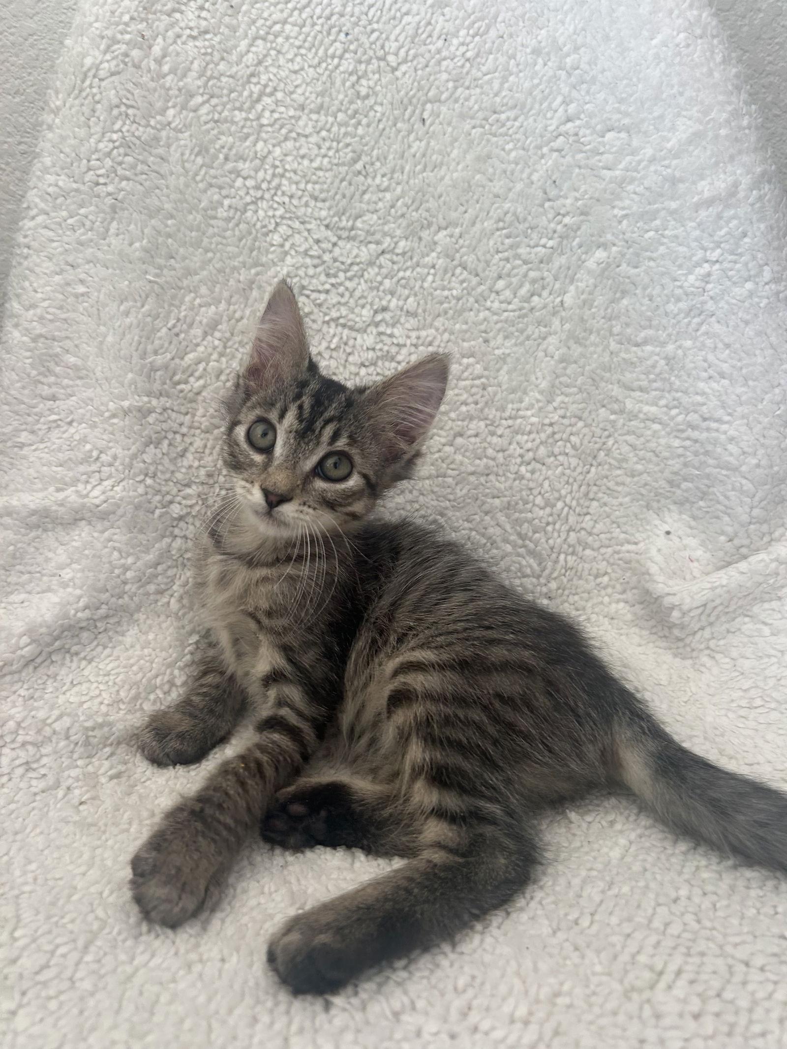 Enlarge Molly, a Adoptable Tabby in Vacaville, CA image 2/3