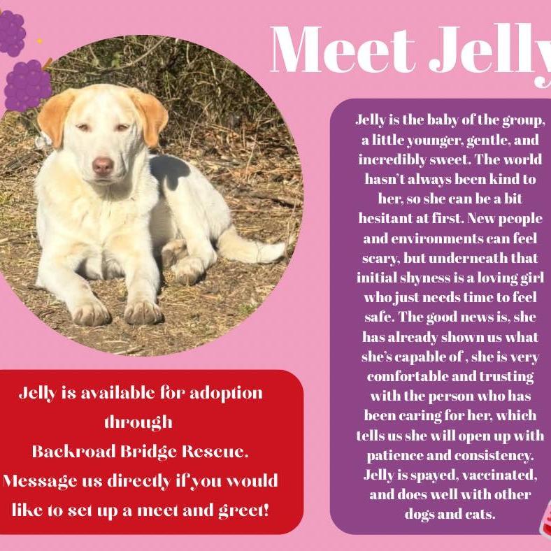 Enlarge Jelly, a Adoptable mixed breed in Ada, OK image 1/3
