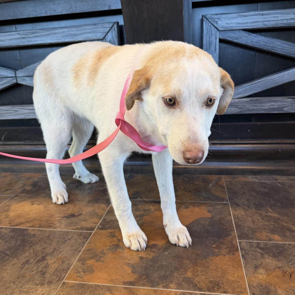 Enlarge Jelly, a Adoptable mixed breed in Ada, OK image 3/3