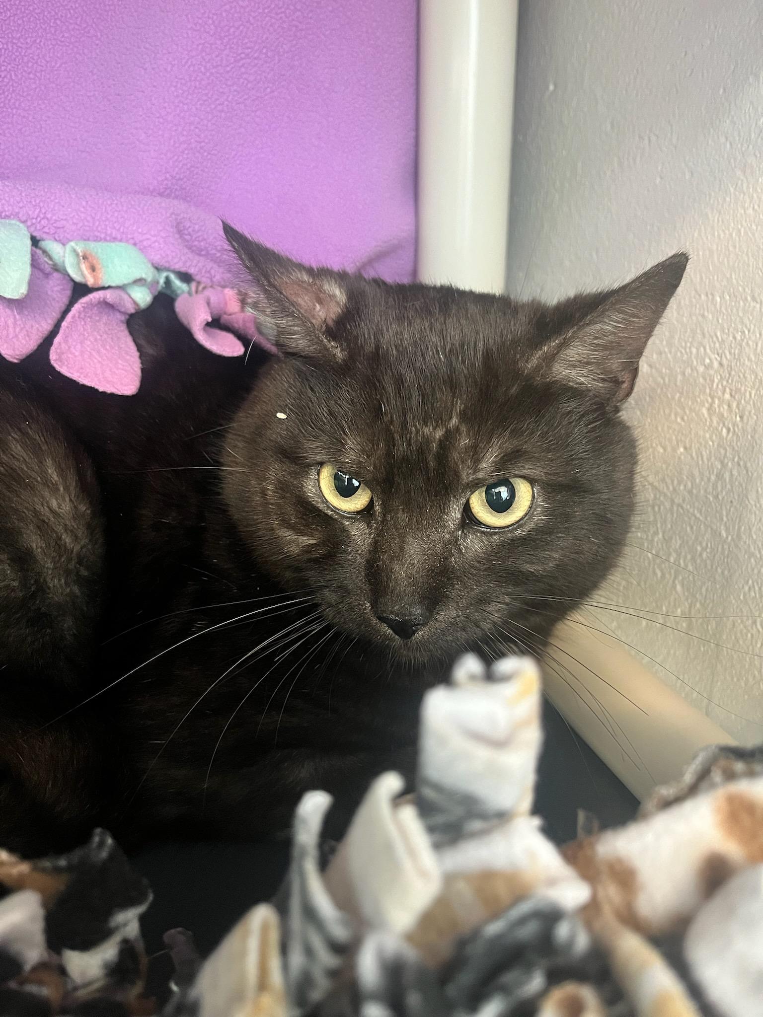 Enlarge Pannek (ID 50579/761), a ADOPTABLE Domestic Short Hair in Manassas, VA image 2/2