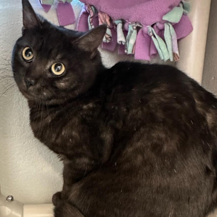 Pannek (ID 50579/761), ADOPTABLE, Adult Male Domestic Short Hair.