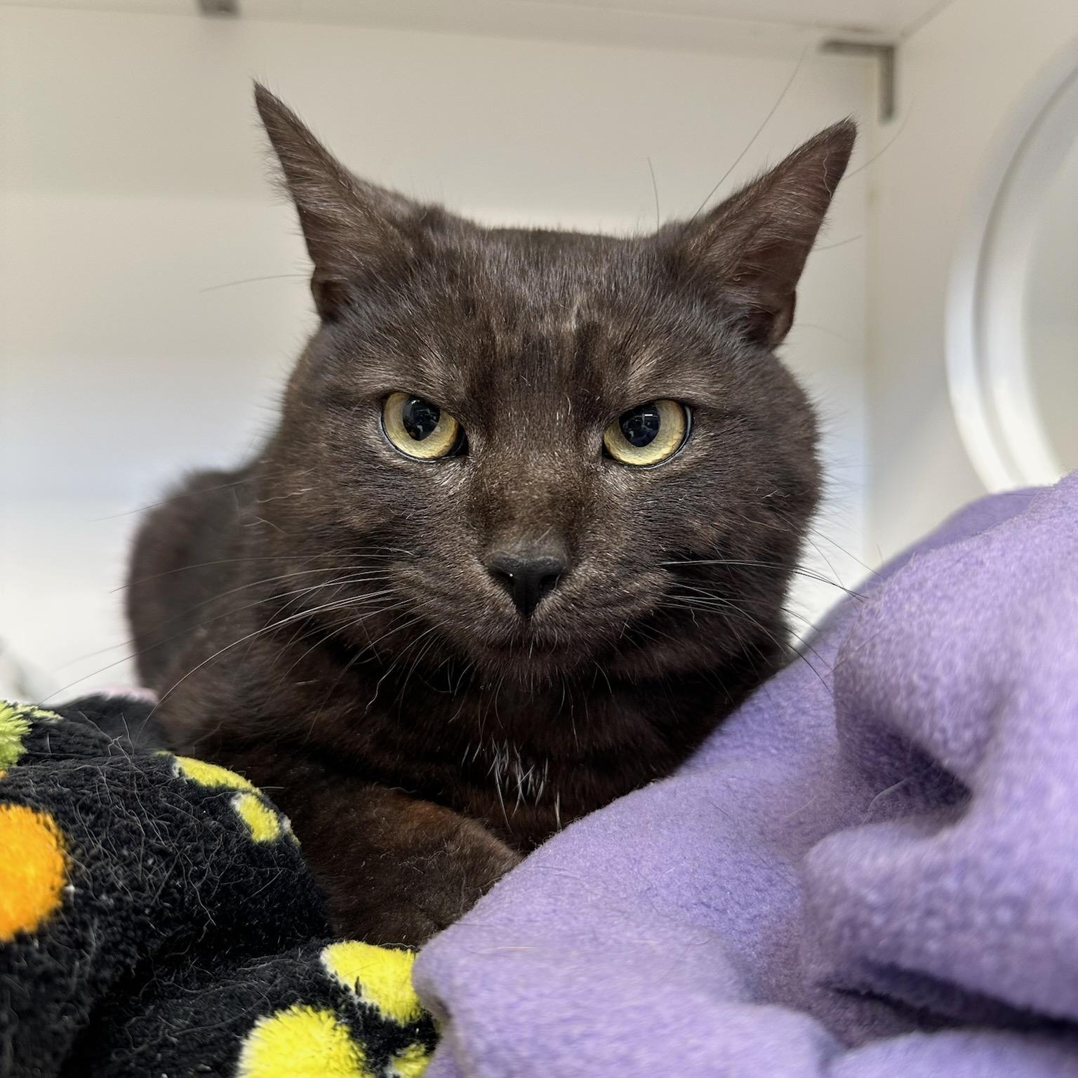 Pannek (ID 50579/761), ADOPTABLE, Adult Male Domestic Short Hair.