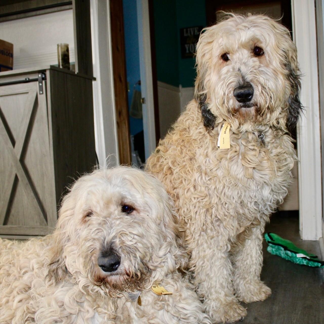 Maggie and Mollie - Pyrdoodles - Walk Only or 6'Fence Needed, a Adoptable mixed breed in Indianapolis, IN image 1/6