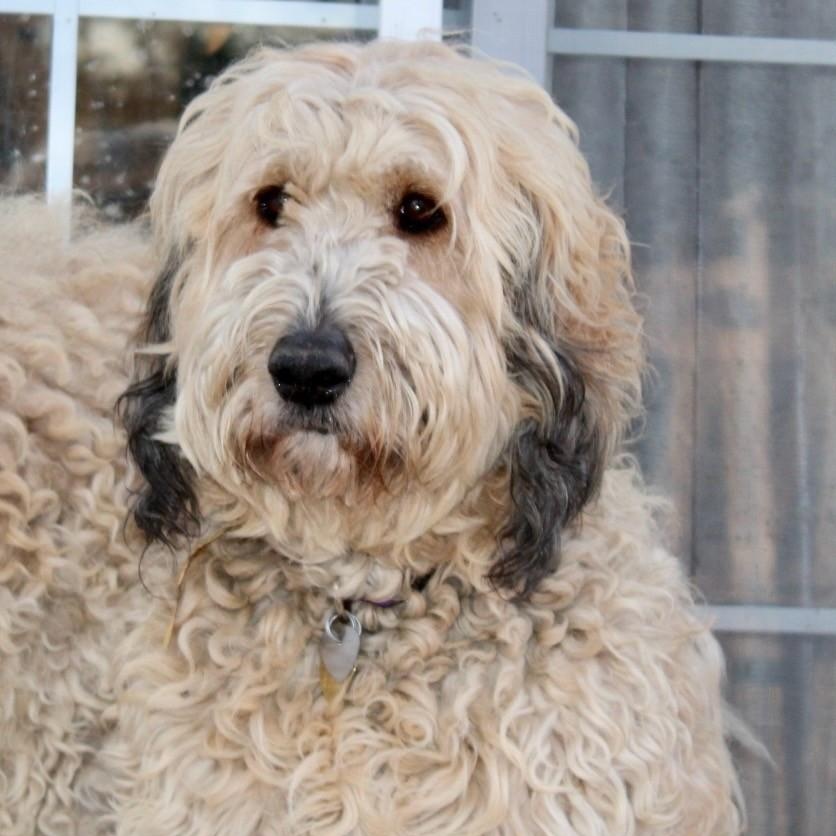 Maggie and Mollie - Pyrdoodles - Walk Only or 6'Fence Needed, a Adoptable mixed breed in Indianapolis, IN image 2/6