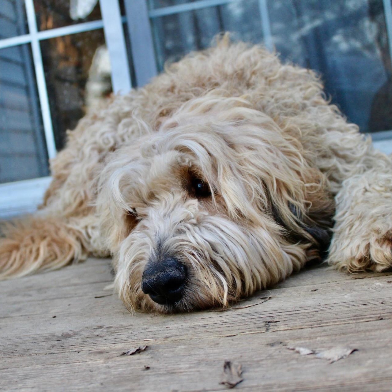 Maggie and Mollie - Pyrdoodles - Walk Only or 6'Fence Needed, a Adoptable mixed breed in Indianapolis, IN image 3/6