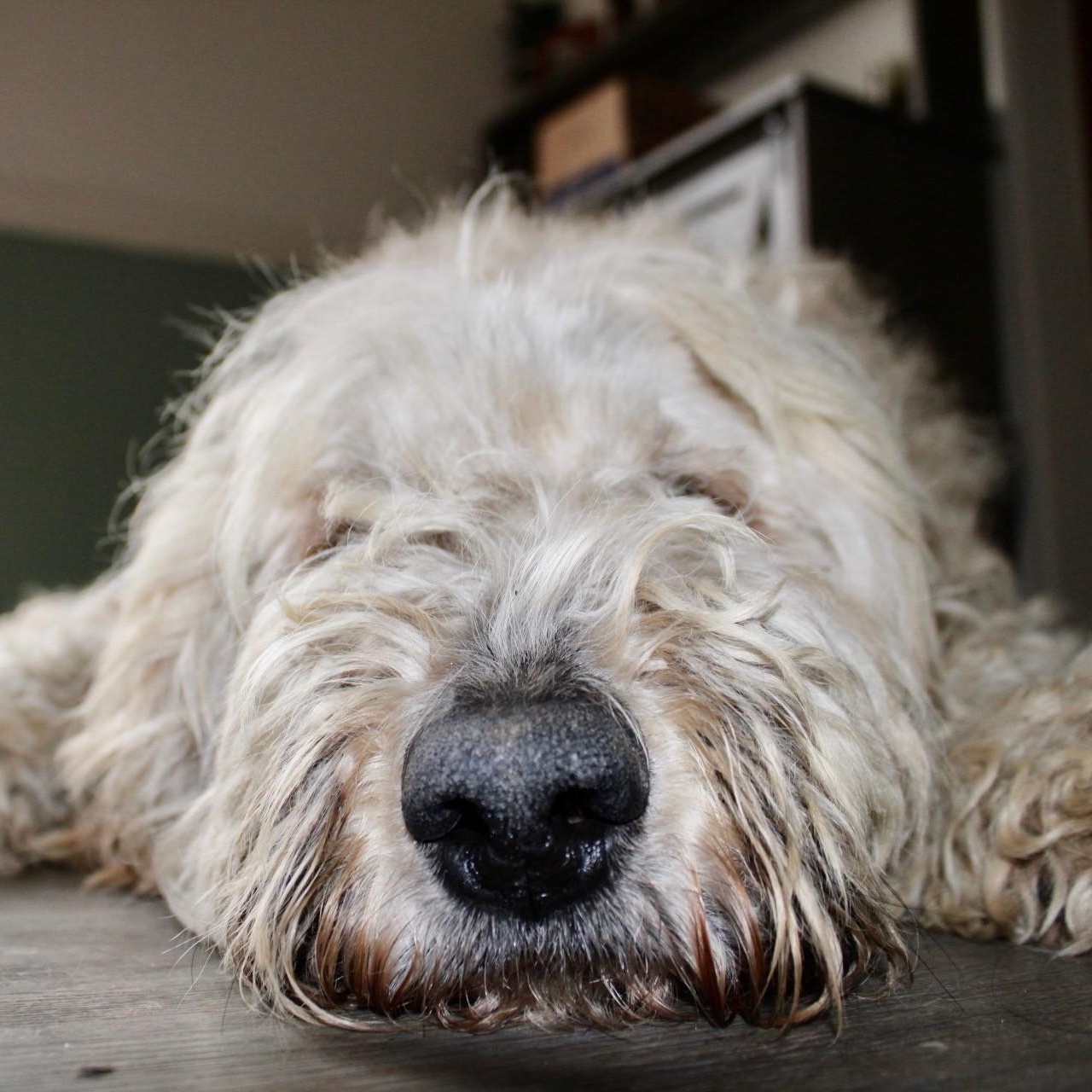 Maggie and Mollie - Pyrdoodles - Walk Only or 6'Fence Needed, a Adoptable mixed breed in Indianapolis, IN image 4/6