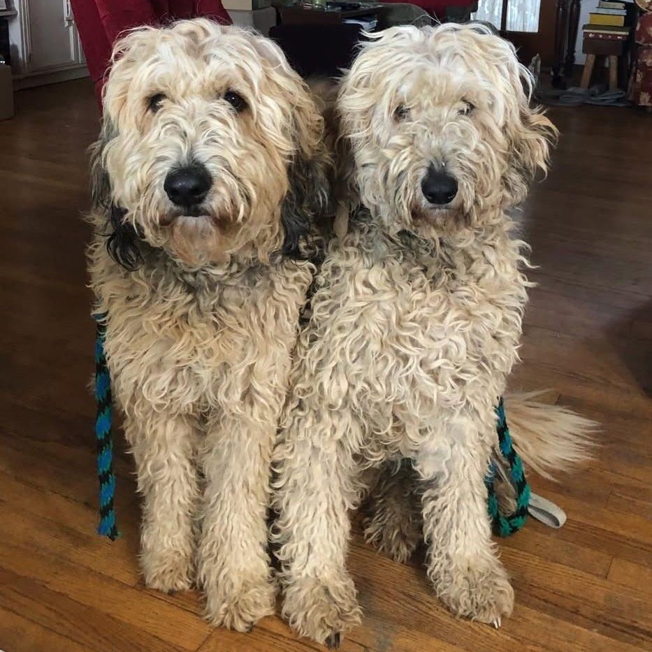 Maggie And Mollie  thumbnail 6