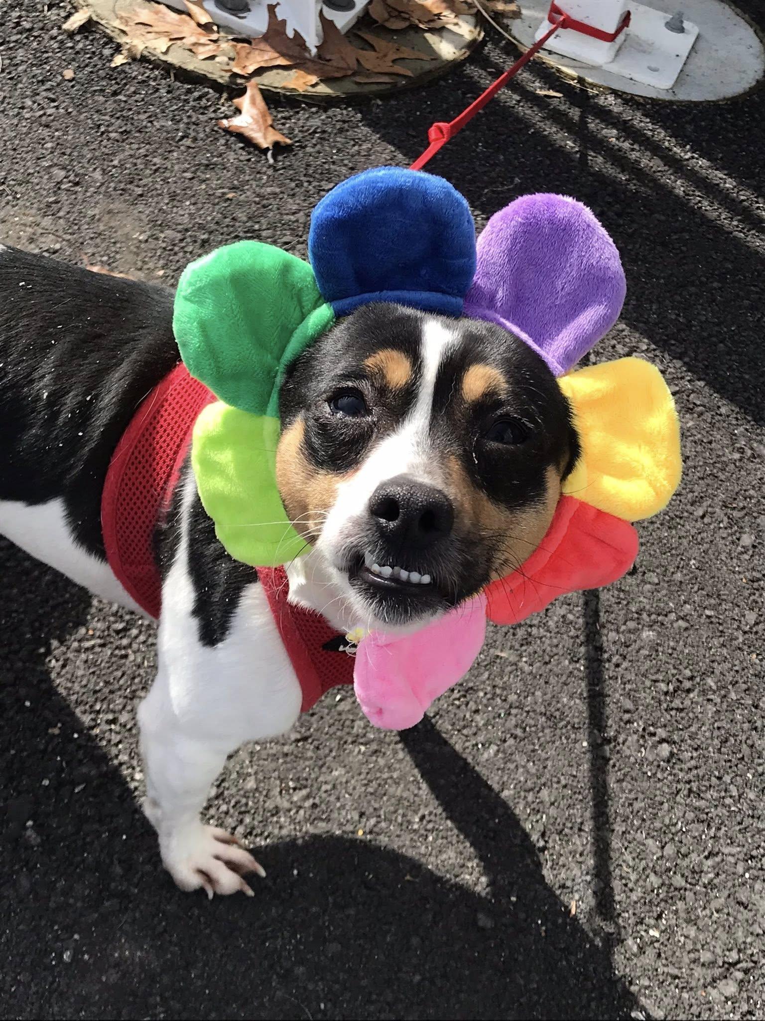 Enlarge Randy, a ADOPTABLE Mixed Breed in Milton, MA image 3/3