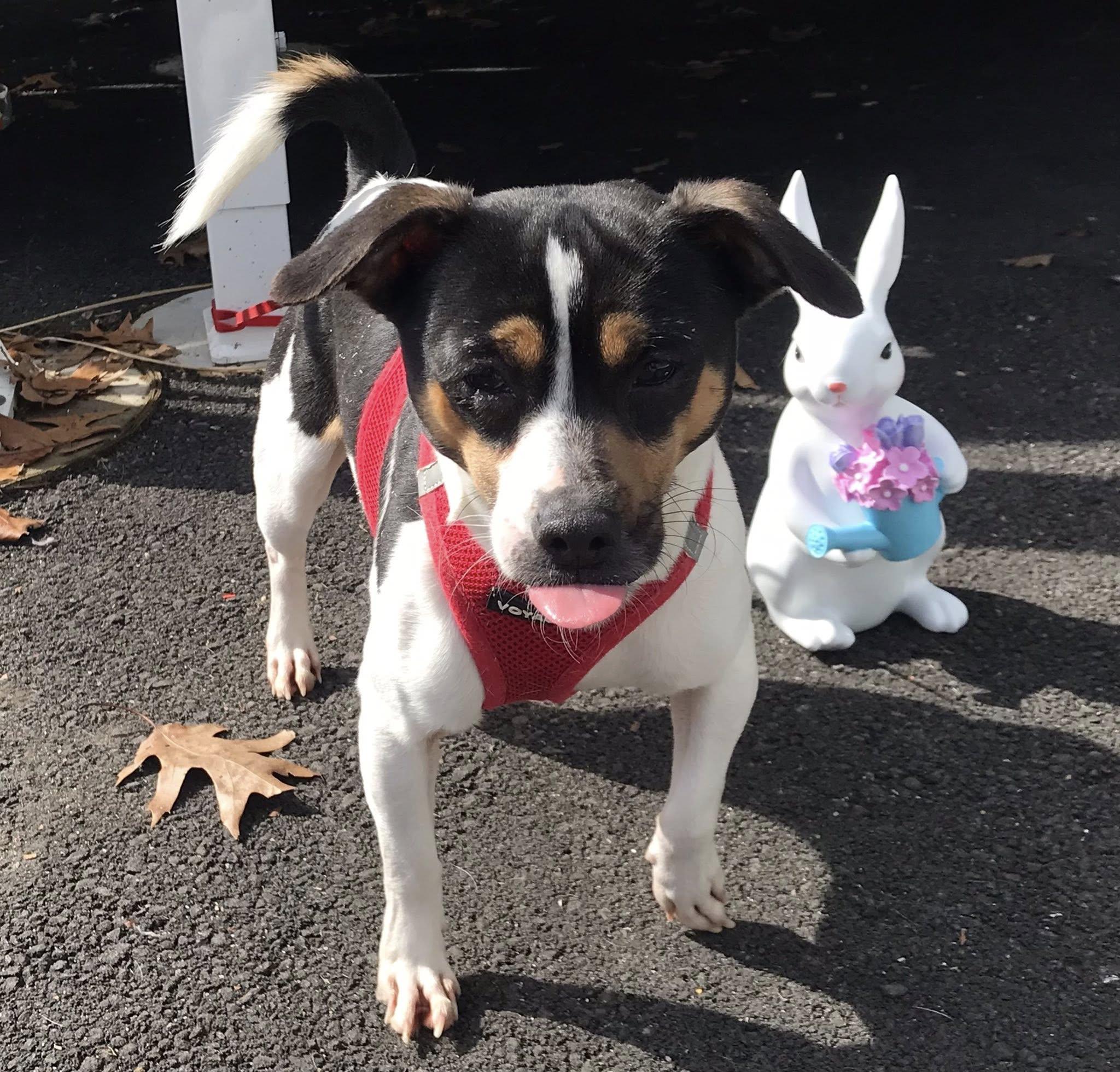 Randy, ADOPTABLE, Adult Male Mixed Breed.