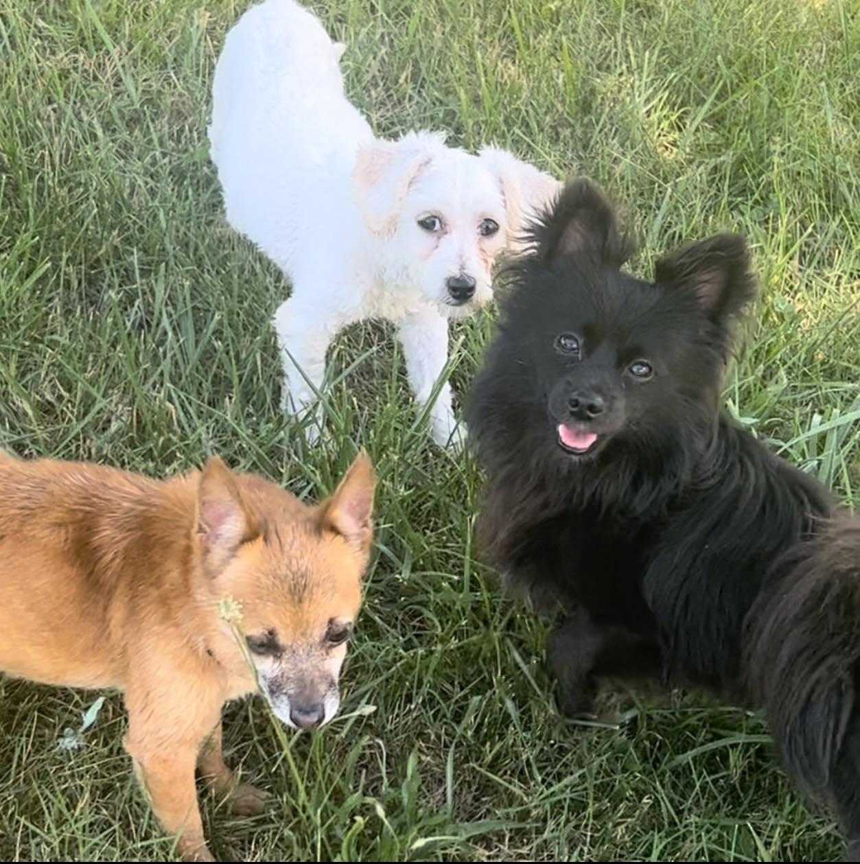 Enlarge Jacks, a Adoptable Pomeranian in Middletown, NJ image 3/3