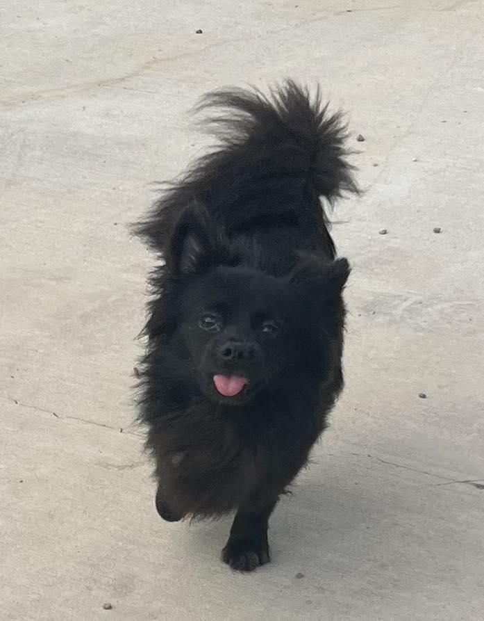 Jacks, Adoptable, Puppy Male Pomeranian.