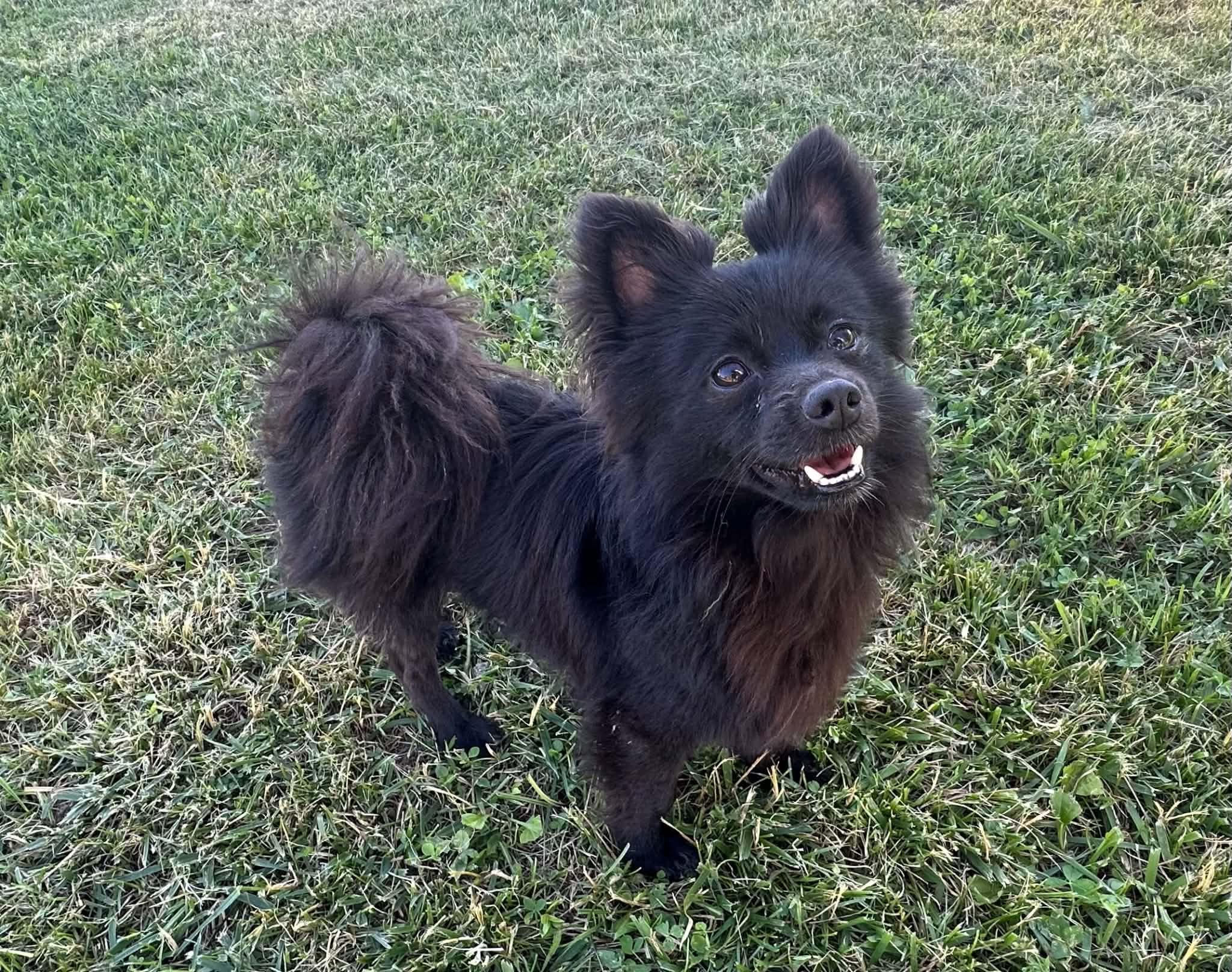 Enlarge Jacks, a Adoptable Pomeranian in Middletown, NJ image 2/3