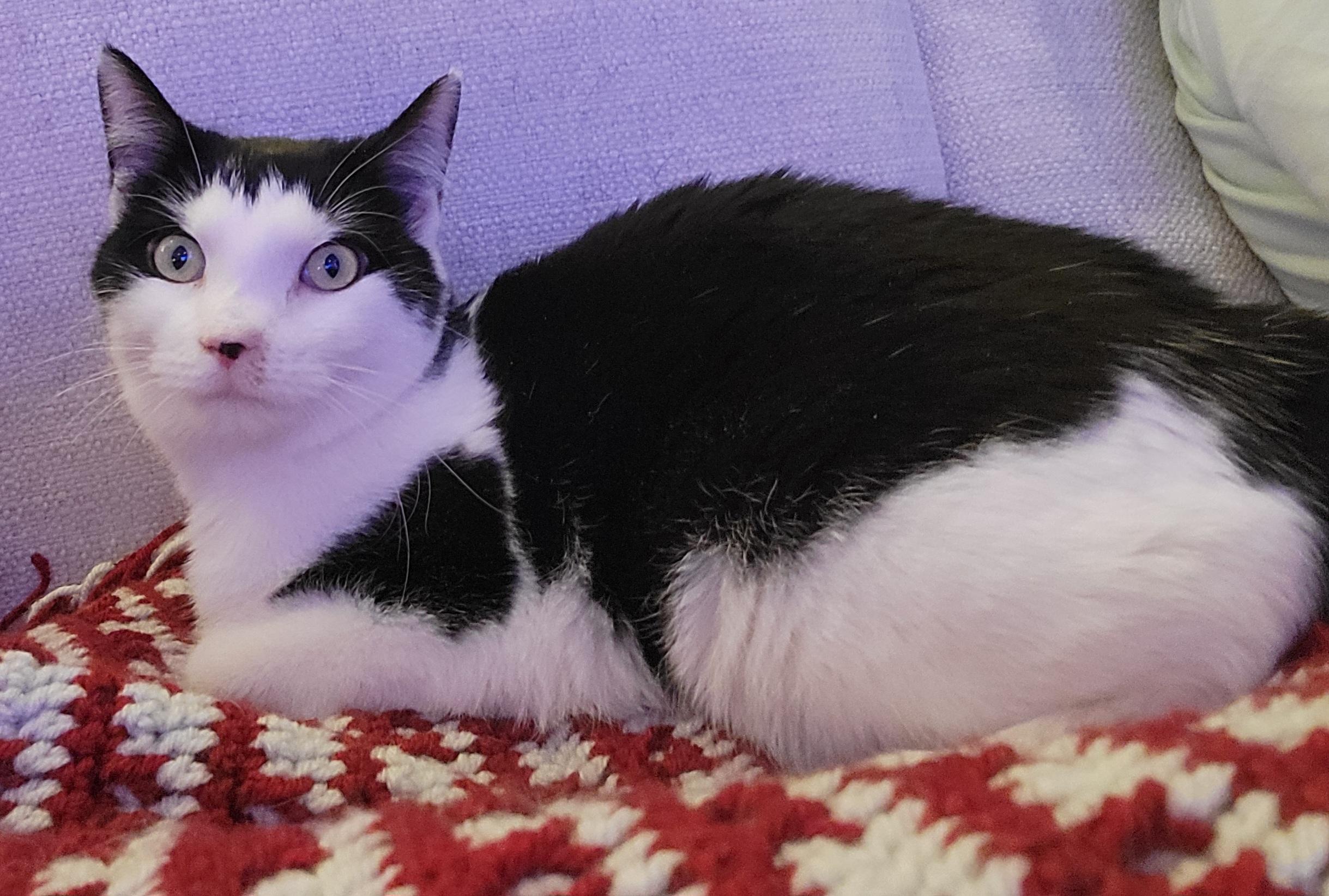 Calvin, a Adoptable Domestic Short Hair in Knoxville, TN image 1/2