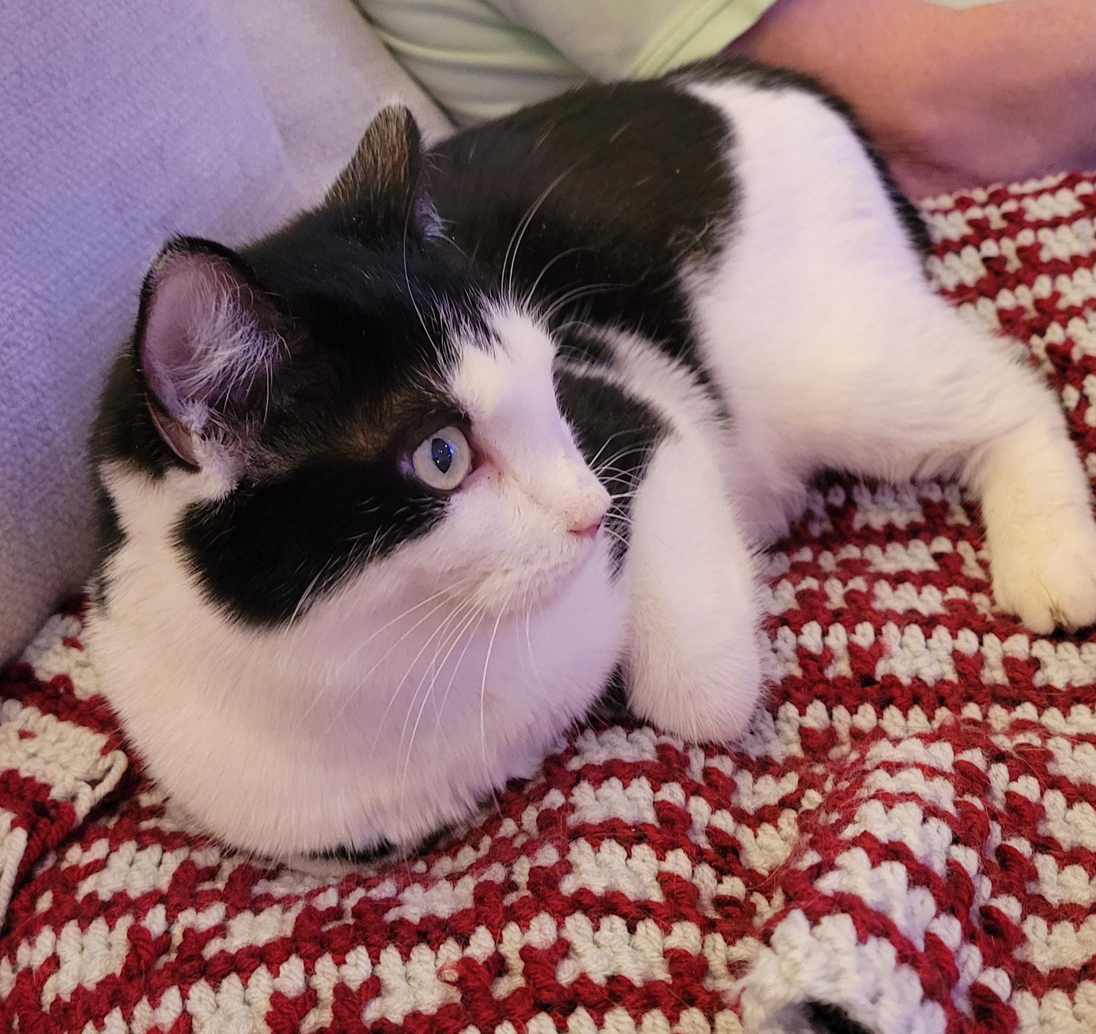 Calvin, a Adoptable Domestic Short Hair in Knoxville, TN image 2/2