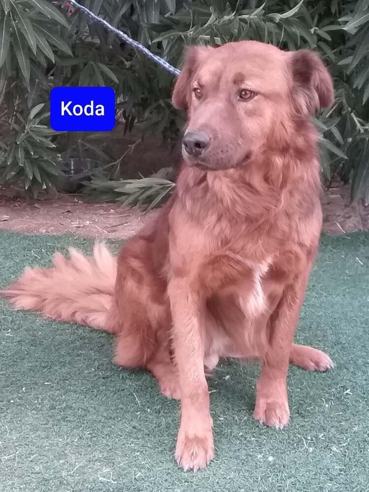 Enlarge Koda, a Adoptable mixed breed in Las Vegas, NV image 2/2