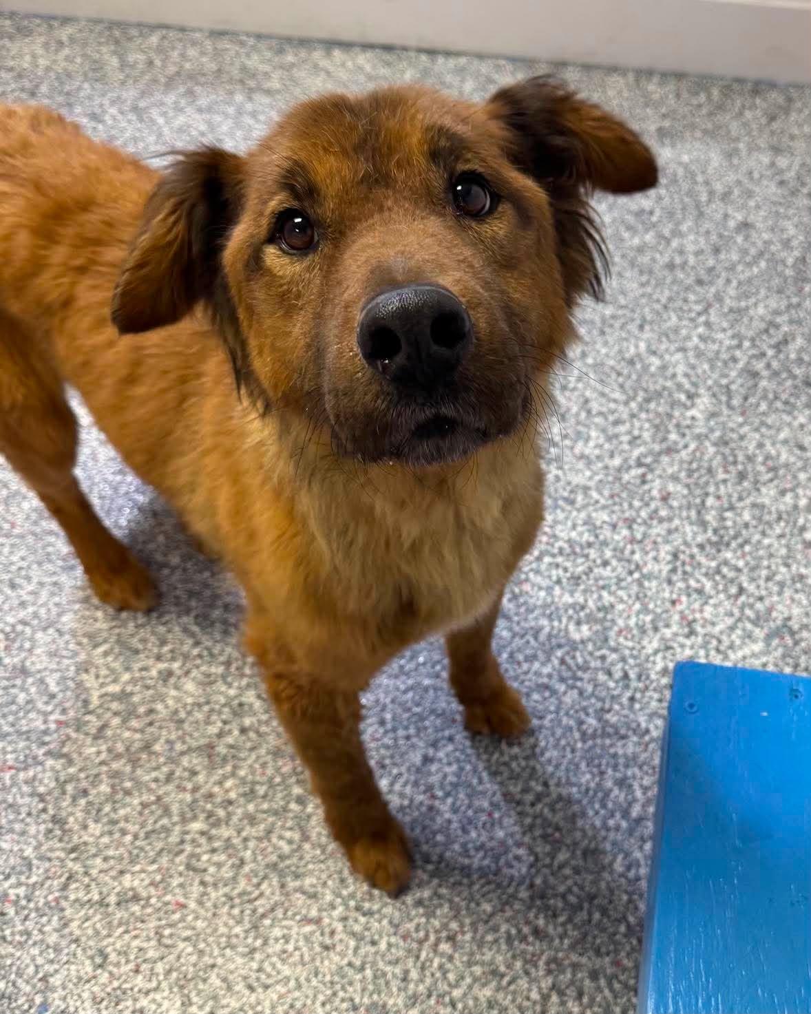 Koda, Adoptable, Young Male Golden Retriever & Collie.