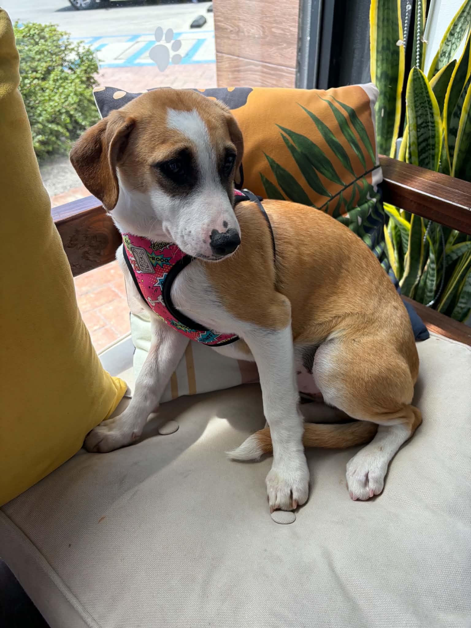 Enlarge Andy, a ADOPTABLE mixed breed in Poway, CA image 3/4