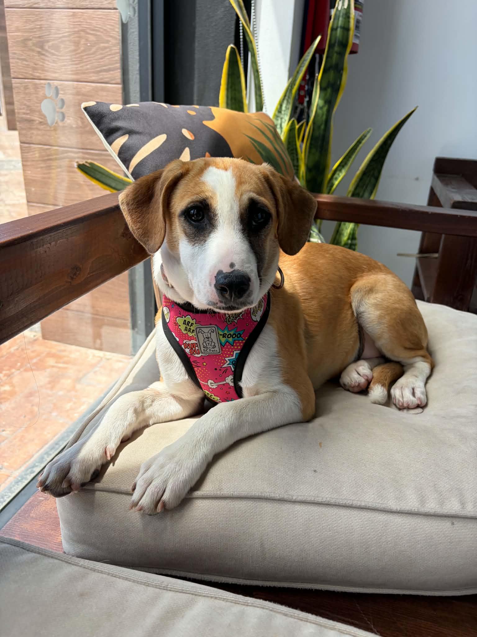 Enlarge Andy, a ADOPTABLE mixed breed in Poway, CA image 4/4