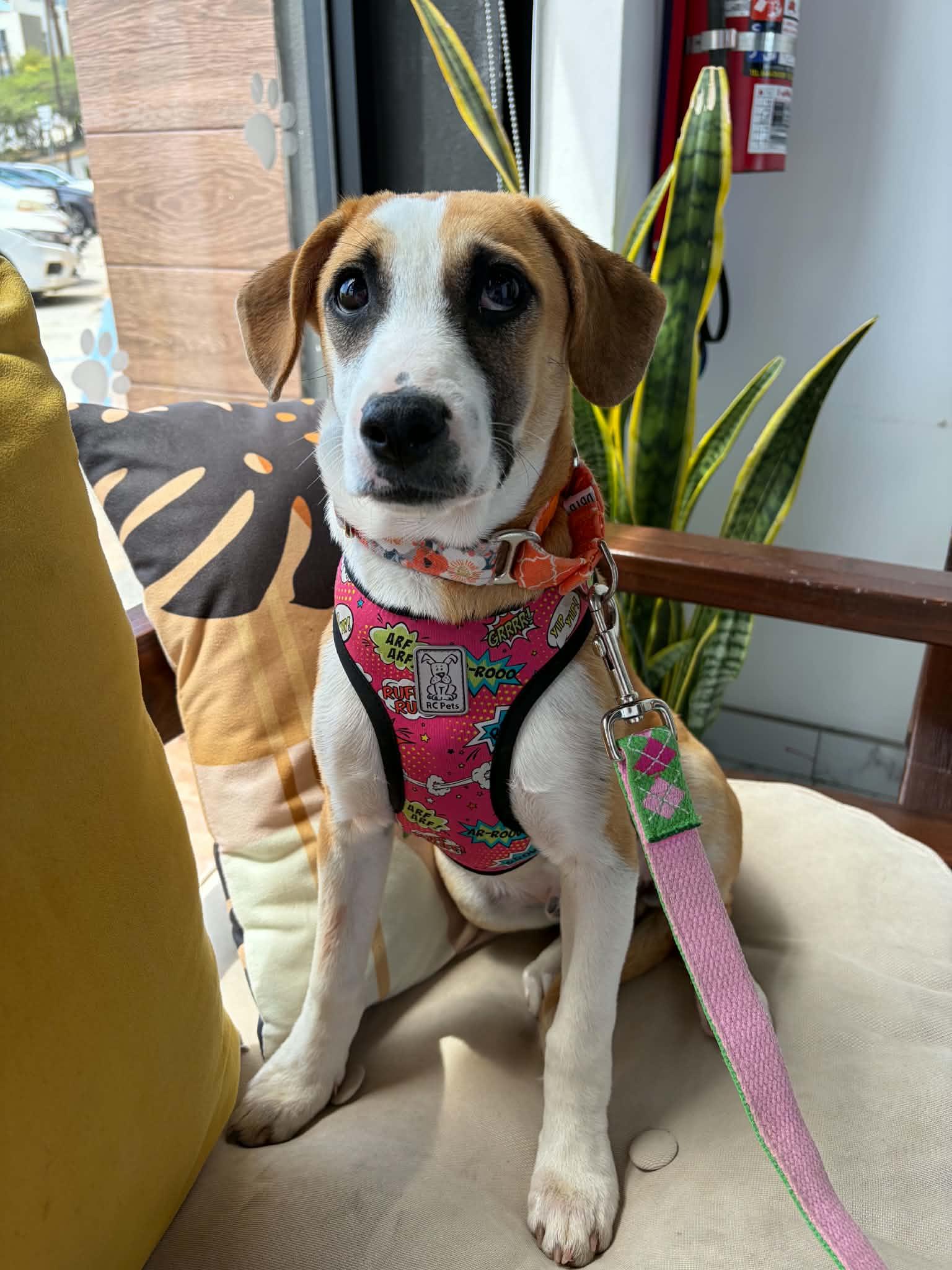 Enlarge Andy, a ADOPTABLE mixed breed in Poway, CA image 2/4