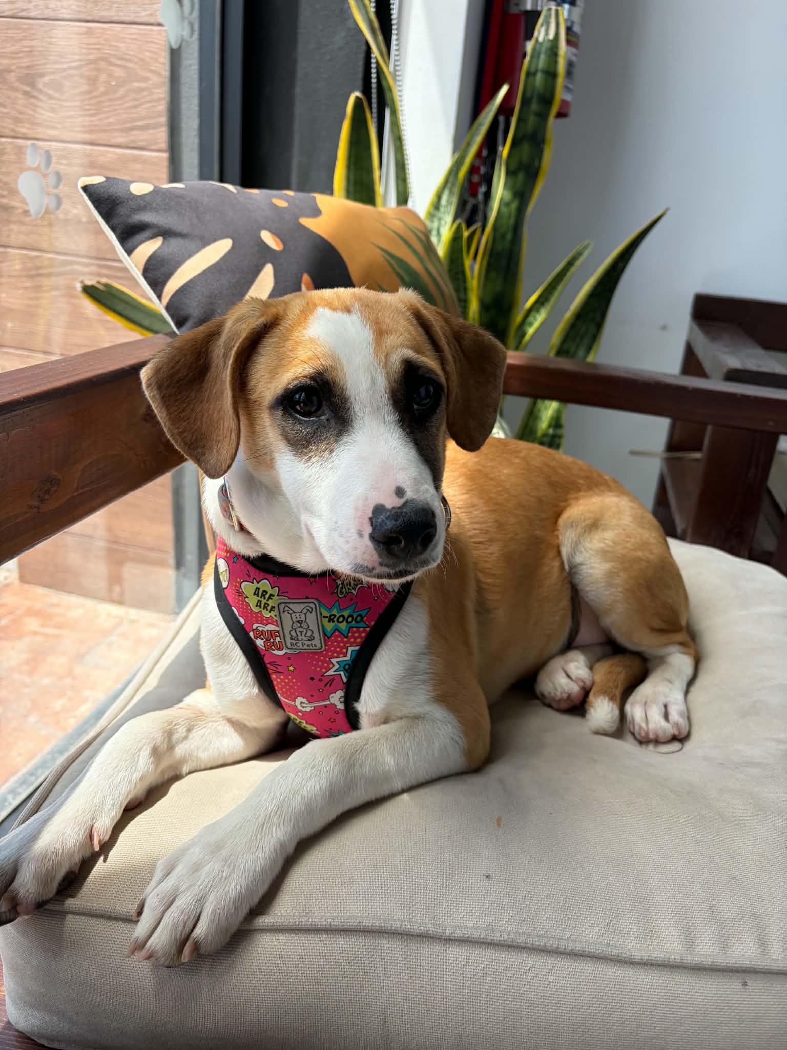 Enlarge Andy, a ADOPTABLE mixed breed in Poway, CA image 1/4