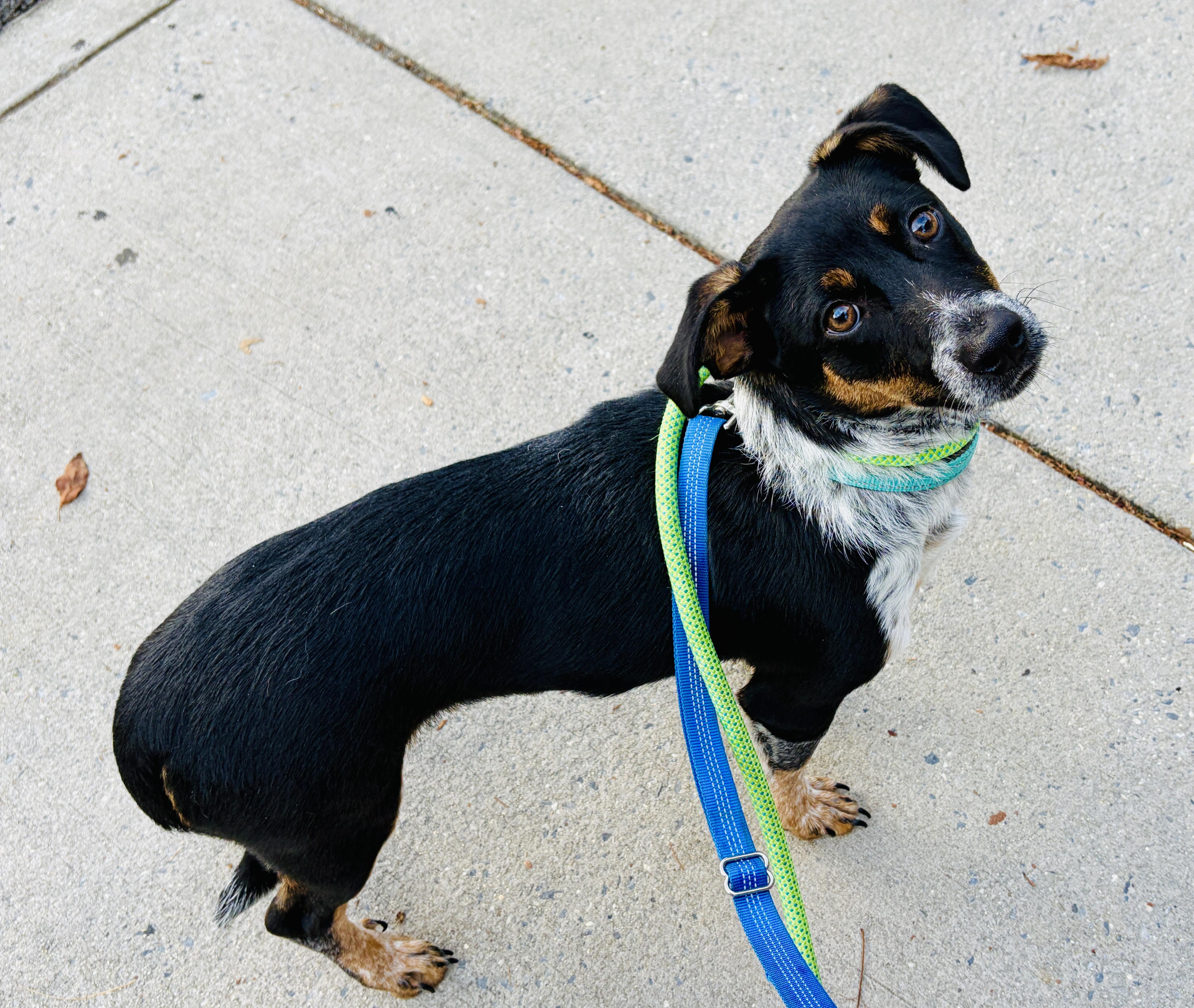 Vinny, Adoptable, Puppy Male Dachshund & Australian Cattle Dog / Blue Heeler.