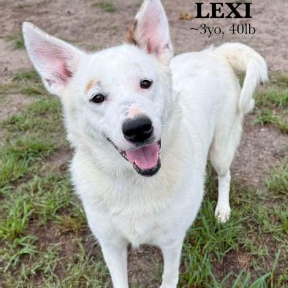 Enlarge Lexi, a Adoptable mixed breed in Briarcliff Manor, NY image 2/2