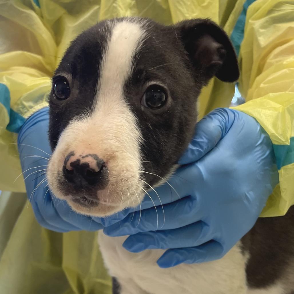 Enlarge Oyster, a Adoptable Pit Bull Terrier in Nashville, TN image 1/1
