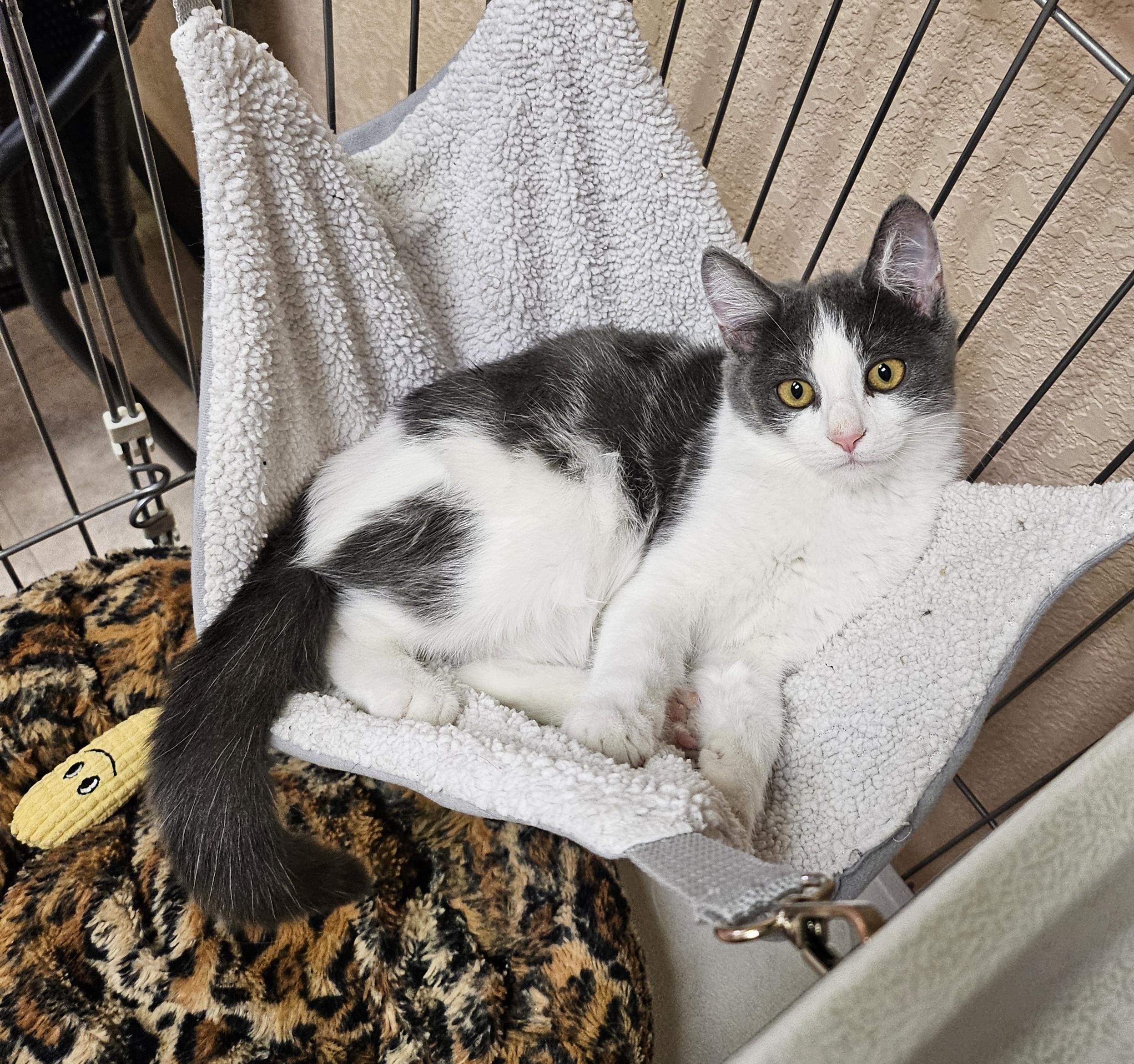 Artemis, adopted, Kitten Female Domestic Short Hair.