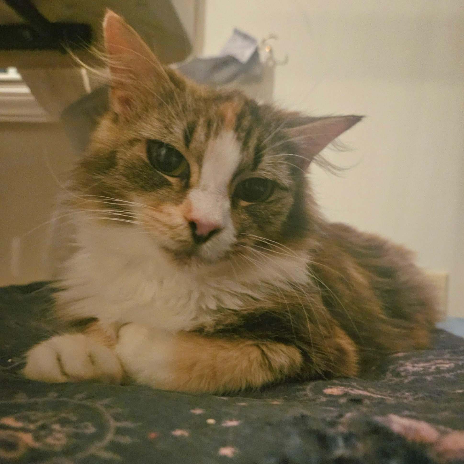Momma Bear, ADOPTABLE, Adult Female Domestic Long Hair.