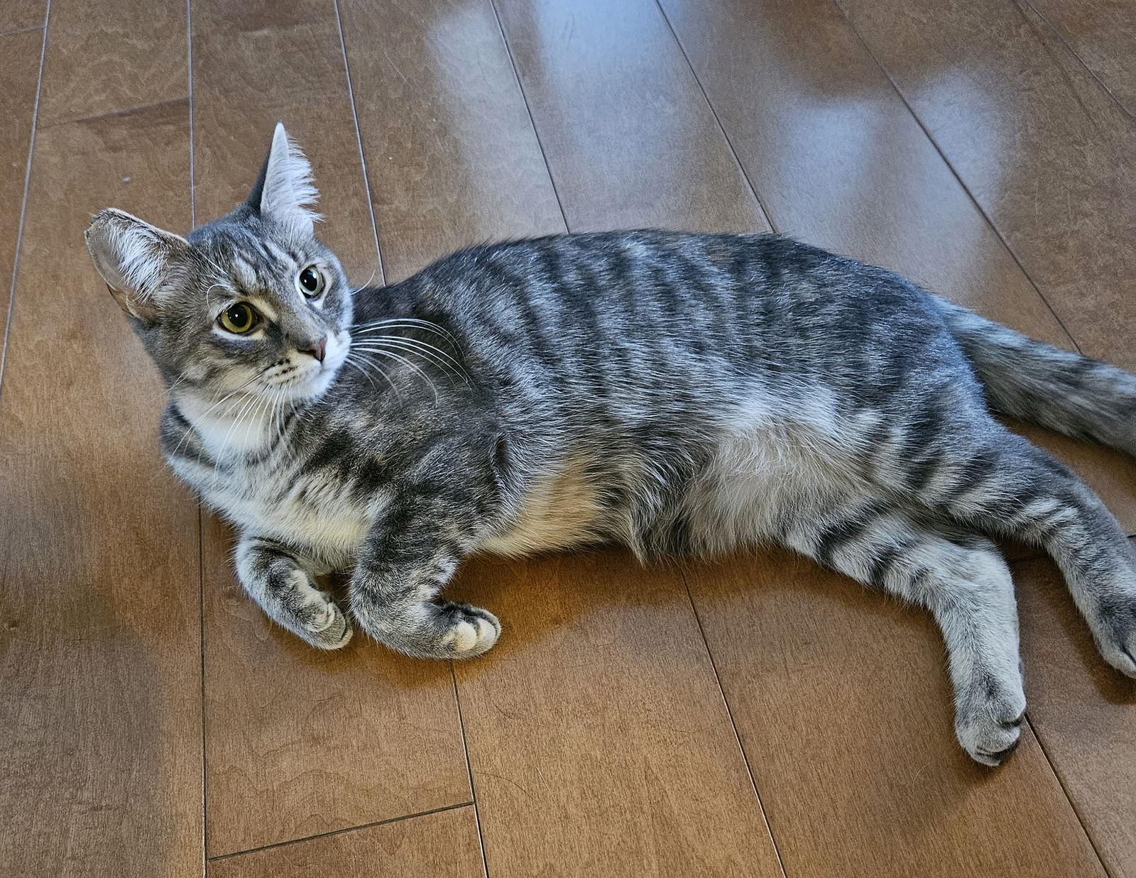 Enlarge Pam, a Adoptable mixed breed in Traverse City, MI image 1/3