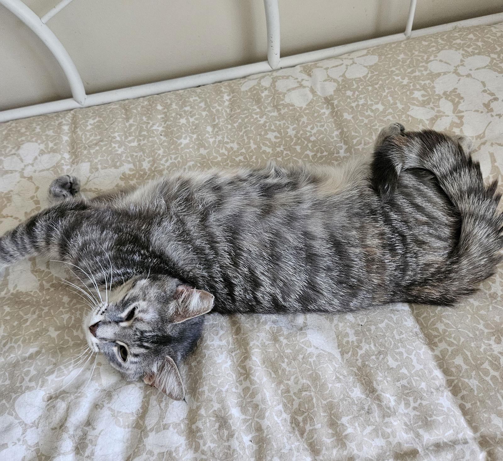 Enlarge Pam, a Adoptable mixed breed in Traverse City, MI image 2/3