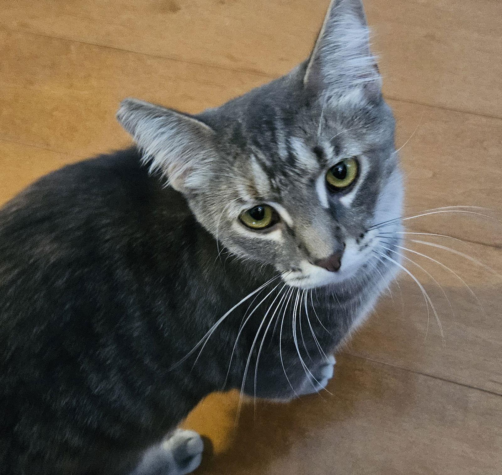 Enlarge Pam, a Adoptable mixed breed in Traverse City, MI image 3/3