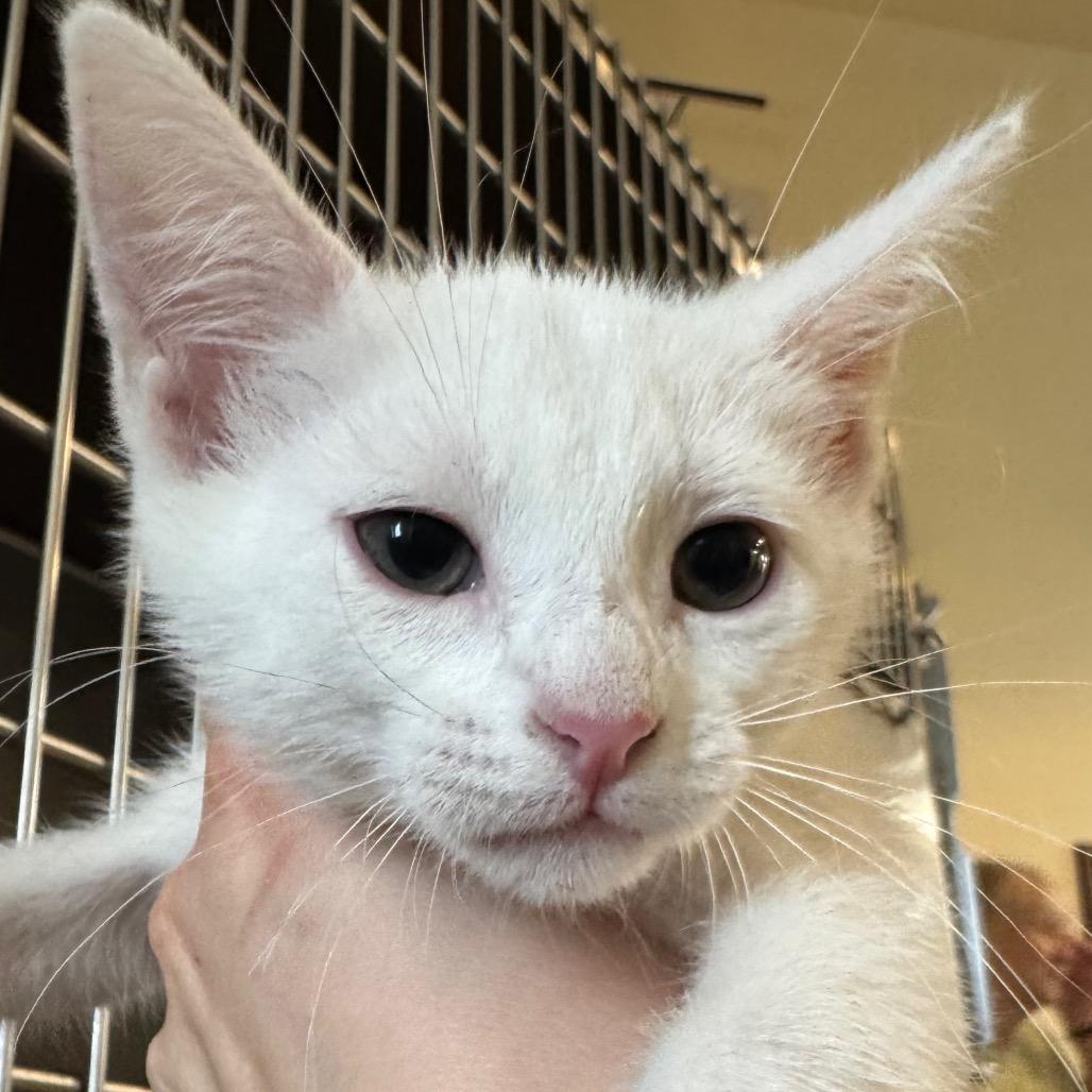 Enlarge Tia, a Adoptable Domestic Short Hair in Pekin, IL image 1/1