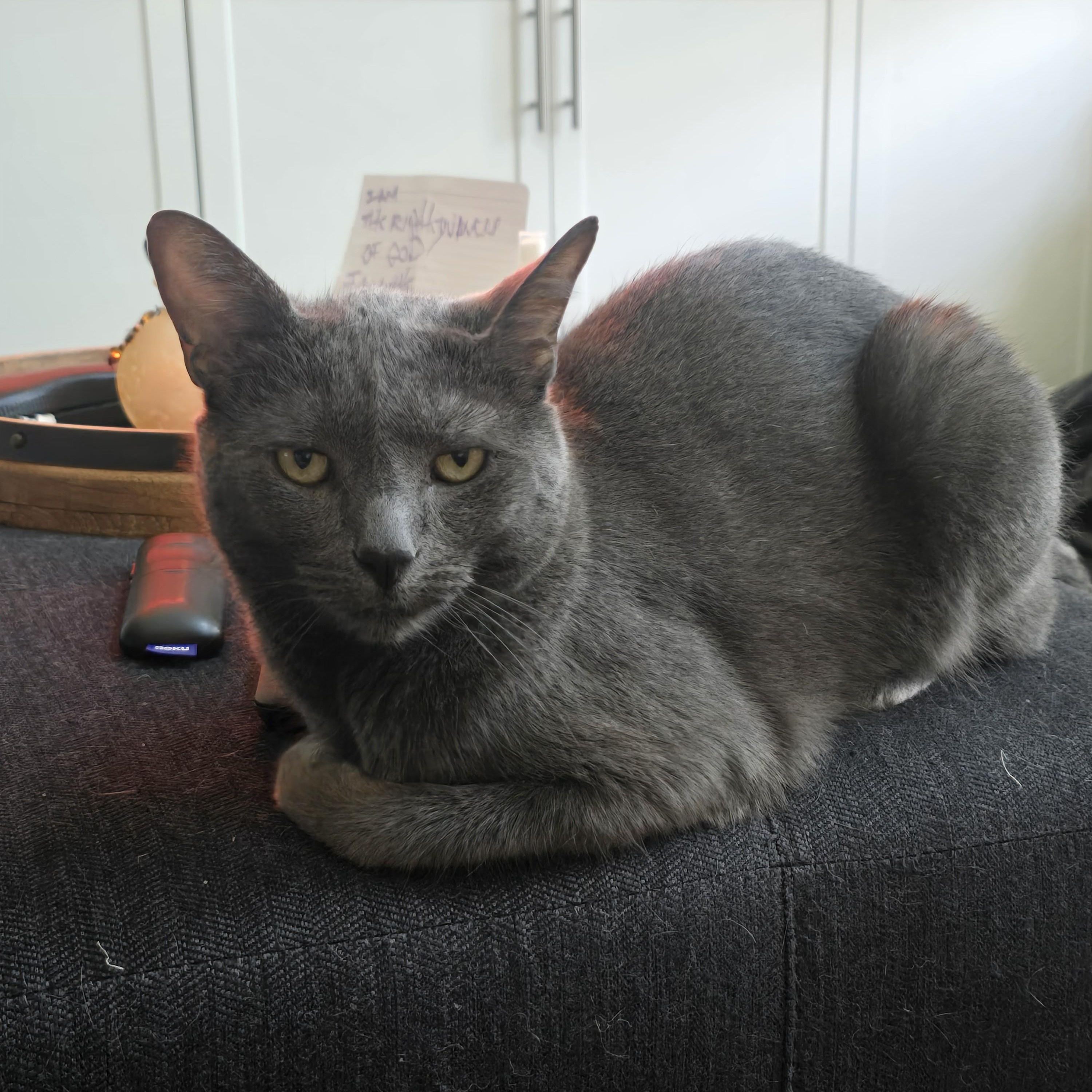 Puffy, ADOPTABLE, Adult Male Russian Blue.