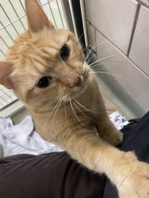 Enlarge BEYONCE, a Adoptable Domestic Short Hair in Boston, MA image 1/1