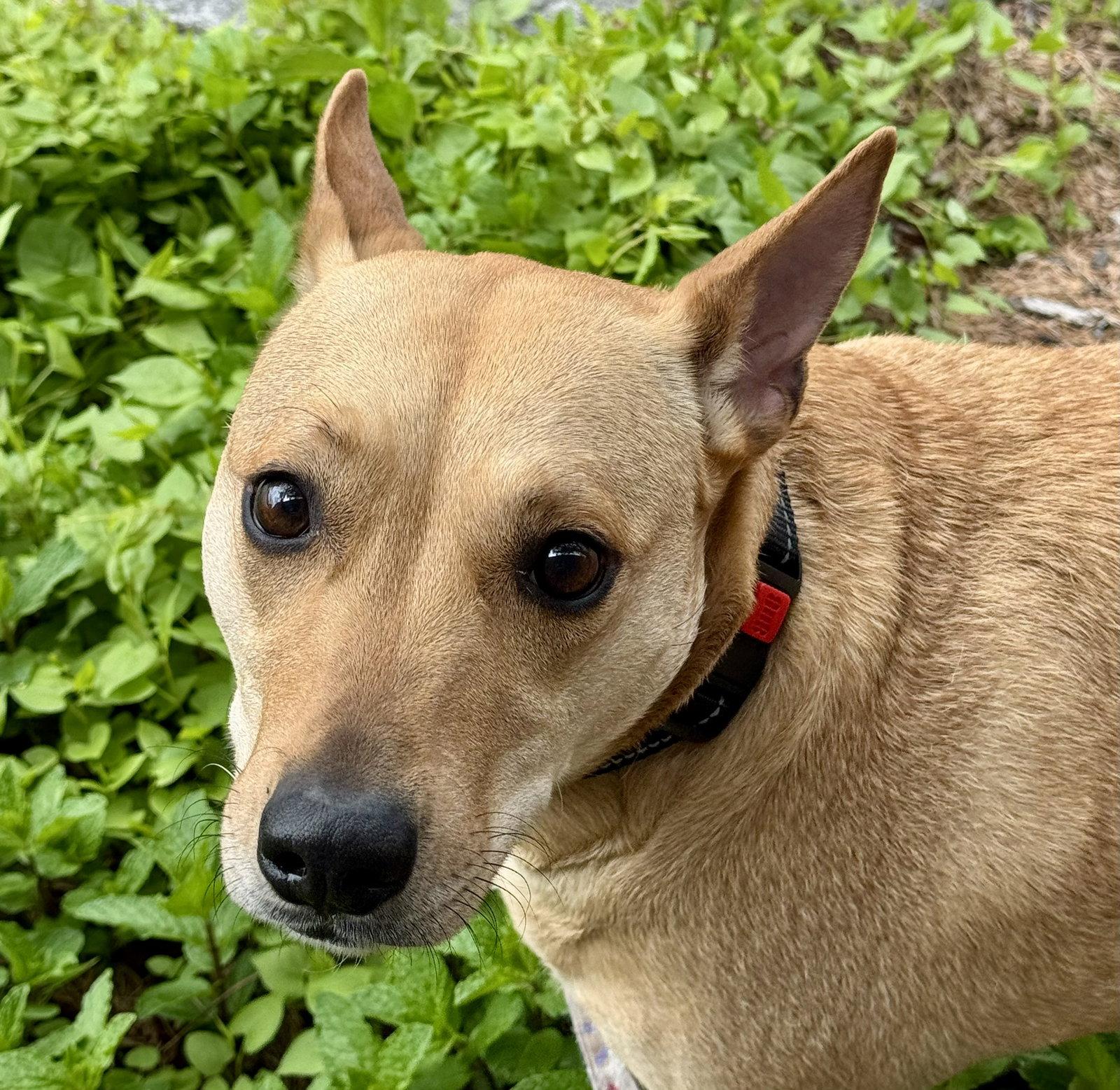 Sadie, a Adoptable mixed breed in Lake Hopatcong, NJ image 1/3