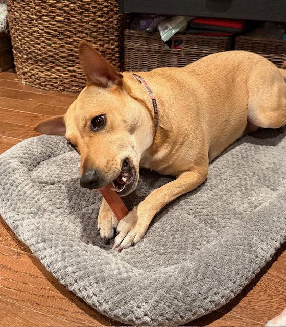 Enlarge Sadie, a Adoptable mixed breed in Lake Hopatcong, NJ image 2/3