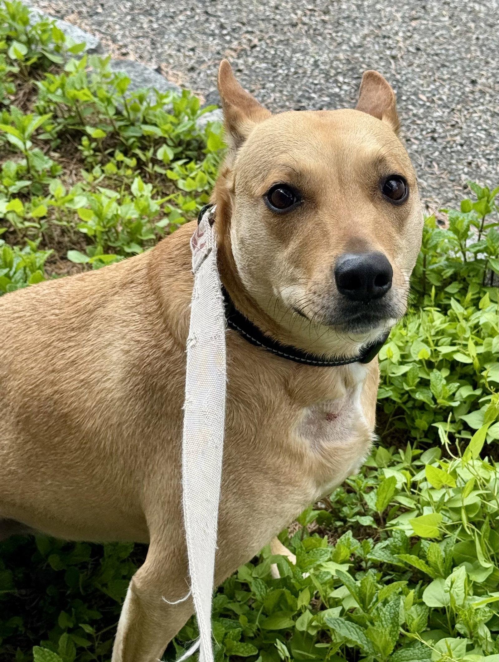 Sadie, a Adoptable mixed breed in Lake Hopatcong, NJ image 2/3