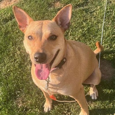 Enlarge Sadie, a Adoptable mixed breed in Lake Hopatcong, NJ image 1/3