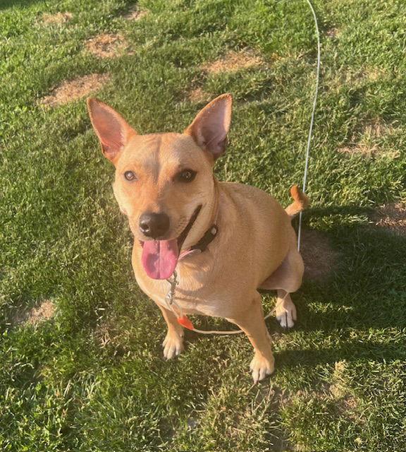 Enlarge Sadie, a Adoptable mixed breed in Lake Hopatcong, NJ image 1/1