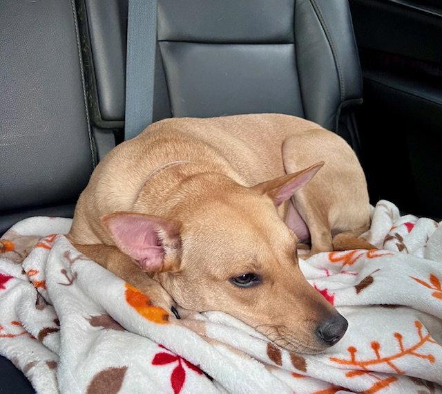 Enlarge Sadie, a Adoptable mixed breed in Lake Hopatcong, NJ image 3/3