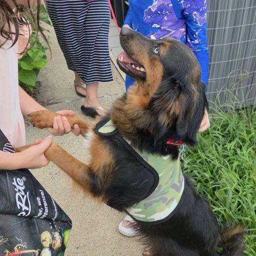 Alex, Adoptable, Young Female Australian Shepherd & Mixed Breed.