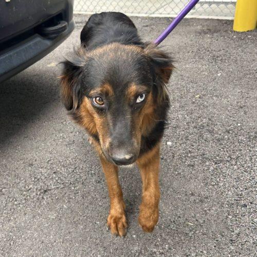 Enlarge Alex, a Adoptable mixed breed in Verona, NJ image 2/4