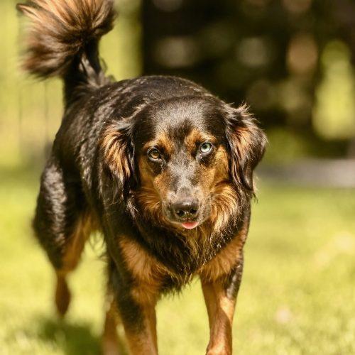 Enlarge Alex, a Adoptable mixed breed in Verona, NJ image 3/4