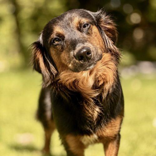 Enlarge Alex, a Adoptable mixed breed in Verona, NJ image 4/4