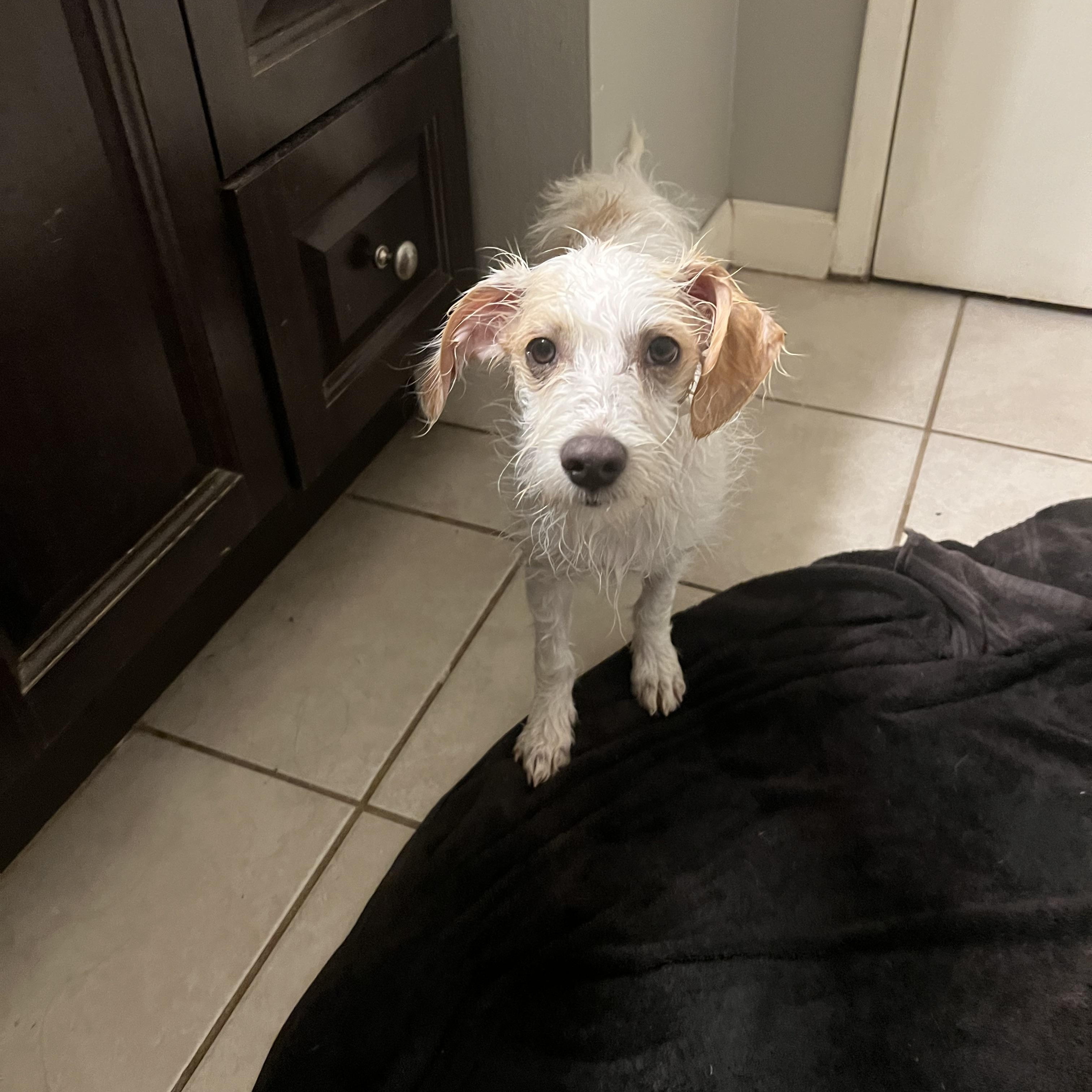 Enlarge Duke, a Adoptable mixed breed in COVINGTON, WA image 4/6