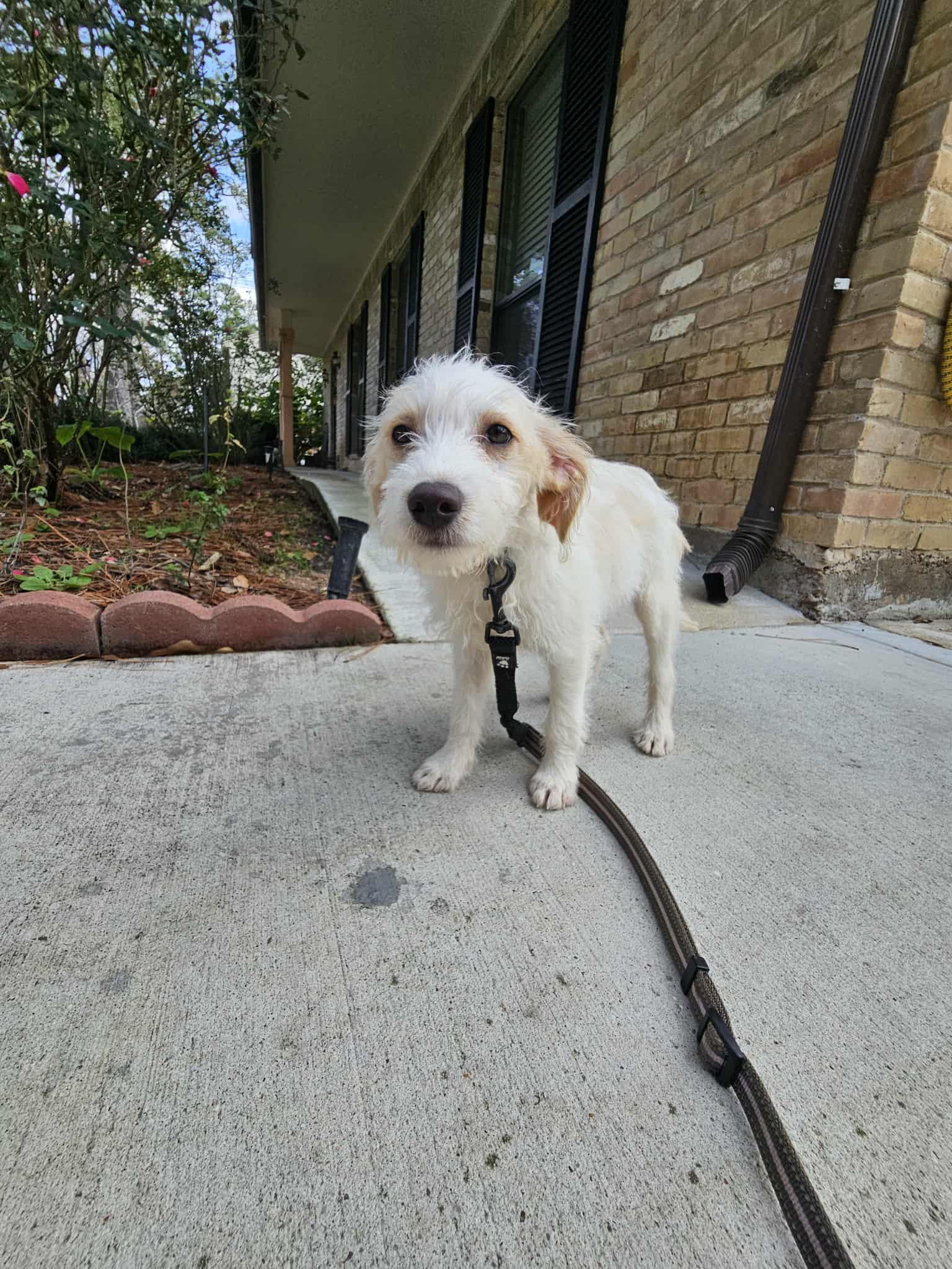 Enlarge Duke, a Adoptable mixed breed in COVINGTON, WA image 3/6