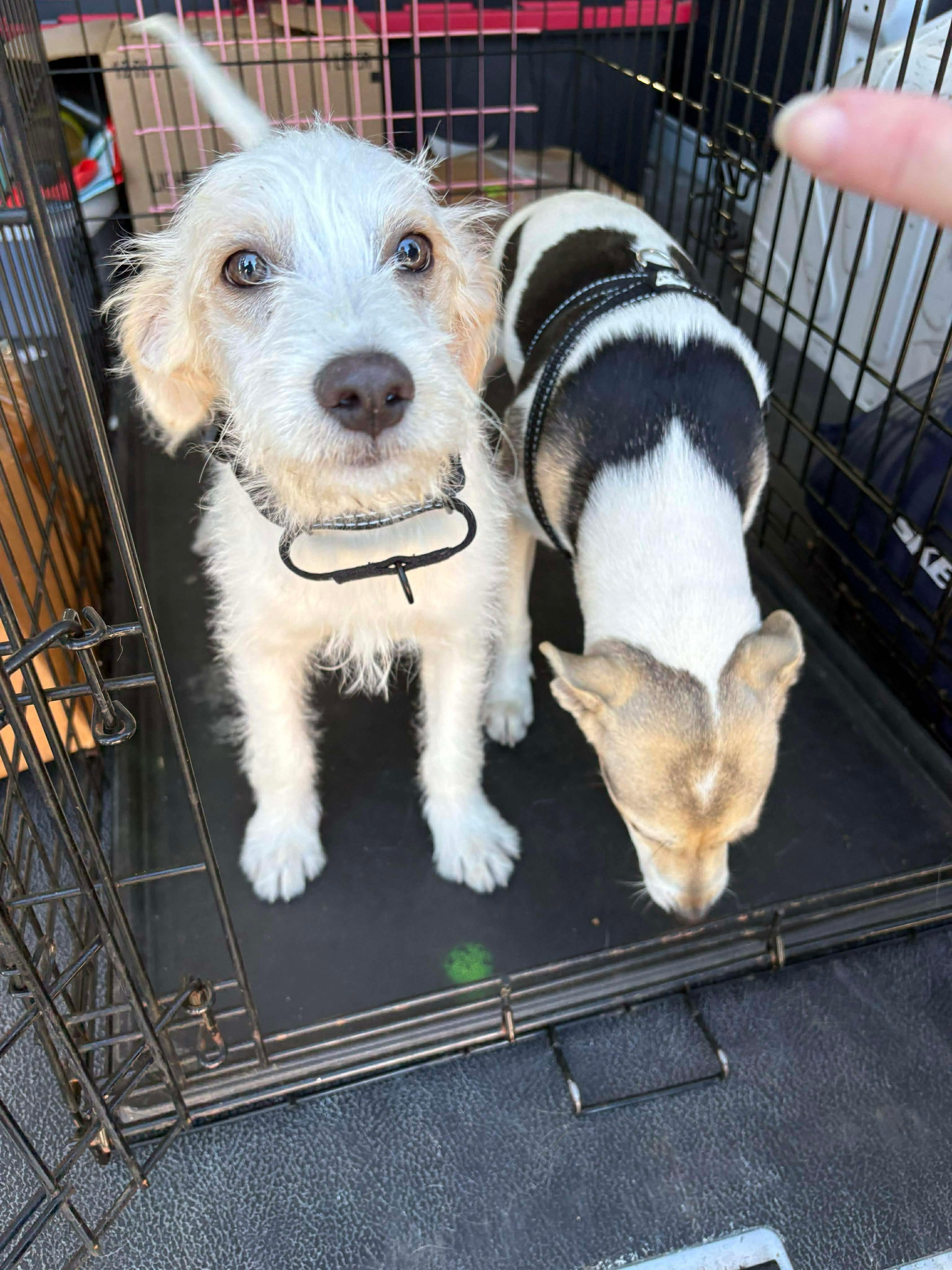 Enlarge Duke, a Adoptable mixed breed in COVINGTON, WA image 2/6